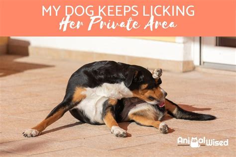 dog lickin pussy